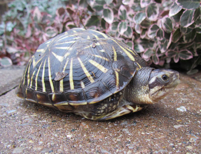 Florida Box Turtle